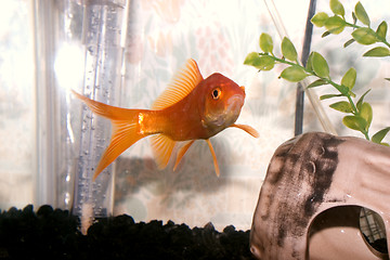 Image showing Gold Fish