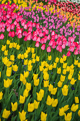 Image showing Multicolored flower  tulip field in Holland