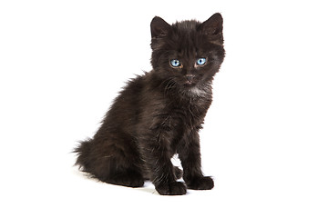 Image showing Cute black kitten on  a white background