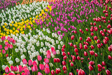 Image showing Multicolored flower  tulip field in Holland