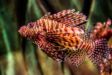 Image showing Close up view of a venomous Red lionfish