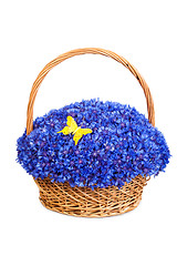 Image showing Beautiful blue cornflowers in a basket