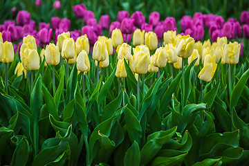 Image showing Multicolored flower  tulip field in Holland