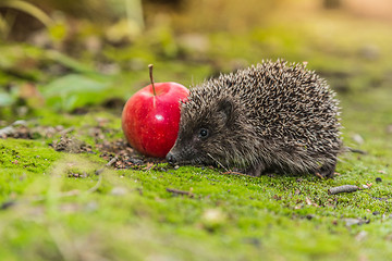 Image showing Wild Hedgehog is looking for a food