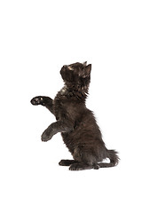 Image showing Cute black kitten on  a white background