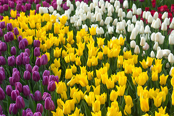 Image showing Multicolored flower  tulip field in Holland