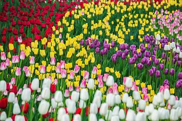 Image showing Multicolored flower  tulip field in Holland