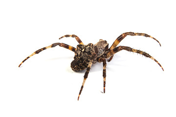 Image showing Spider