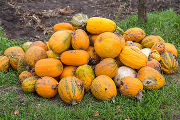 Image showing Pumpkins in pumpkin patch waiting to be sold