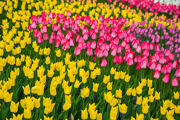 Image showing Multicolored flower  tulip field in Holland