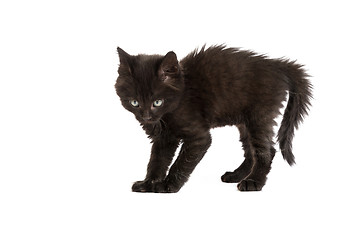 Image showing Cute black kitten on  a white background