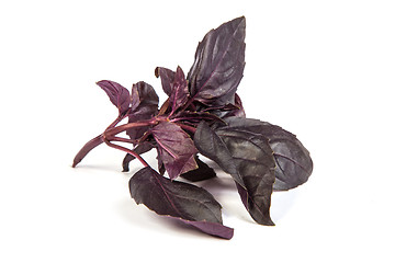 Image showing Fresh green basil leaves on white background