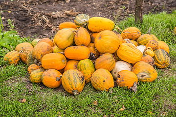 Image showing Pumpkins in pumpkin patch waiting to be sold