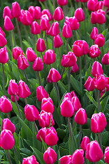 Image showing Multicolored flower  tulip field in Holland