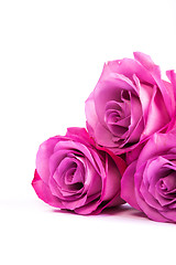 Image showing Three fresh pink roses over white background