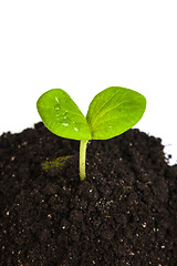 Image showing Heap dirt with a green plant sprout isolated