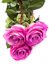 Image showing Three fresh pink roses over white background