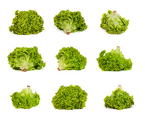 Image showing set of Fresh Green Lettuce isolated on white