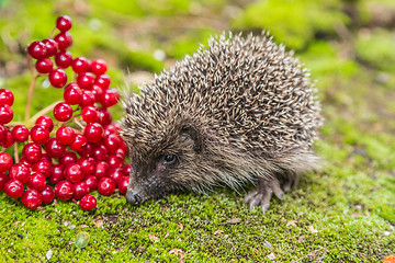 Image showing Wild Hedgehog is looking for a food