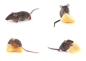 Image showing Set of mice, Mouse and cheese on white