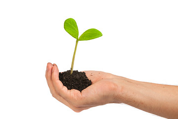 Image showing Male hand hold a small sprout and an earth handful