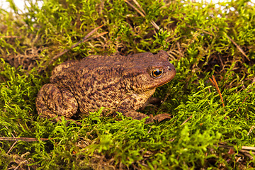 Image showing Toad is sitting on moss