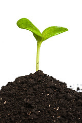 Image showing Heap dirt with a green plant sprout isolated