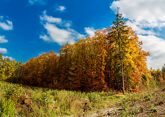 Image showing Autumn forest panorama