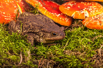 Image showing Toad is sitting on amanita