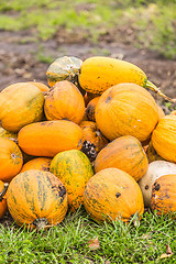 Image showing Pumpkins in pumpkin patch waiting to be sold