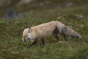 Image showing Wild fox cruising around in the grass