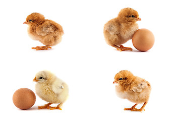 Image showing The set of yellow small chicks with egg