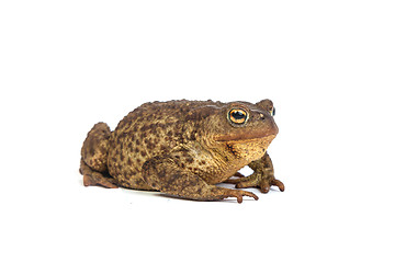 Image showing Forest toad. Green frog