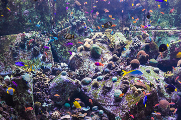 Image showing Aquarium tropical fish on a coral reef