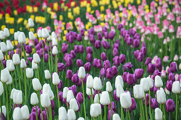 Image showing Multicolored flower  tulip field in Holland