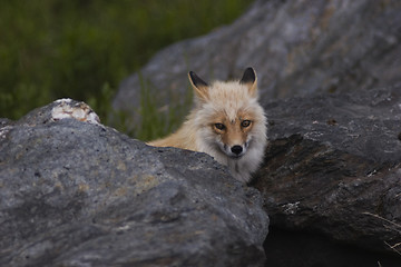 Image showing Fox behind the rock