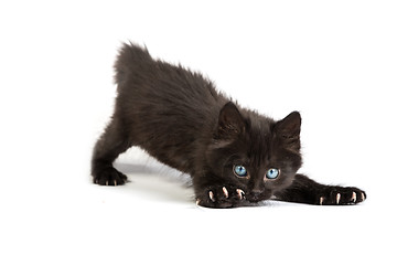 Image showing Frightened black kitten standing on a white background