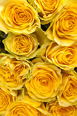 Image showing Group of fresh yellow roses