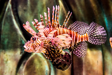 Image showing Close up view of a venomous Red lionfish