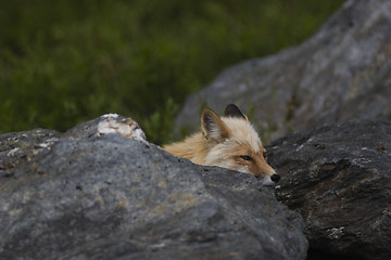 Image showing Wild fox hiding behind rock