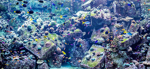 Image showing Aquarium tropical fish on a coral reef