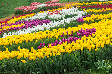 Image showing Multicolored flower  tulip field in Holland