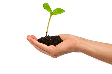 Image showing Male hand hold a small sprout and an earth handful