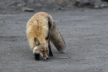 Image showing Red Fox smells something