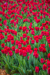 Image showing Multicolored flower  tulip field in Holland