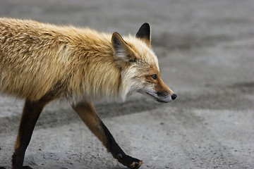 Image showing Profile portrait of wild red fox