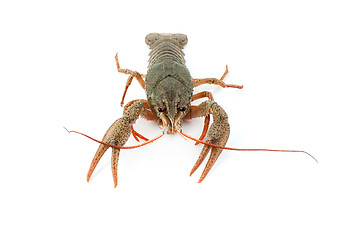 Image showing River raw crayfish