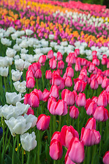 Image showing Multicolored flower  tulip field in Holland