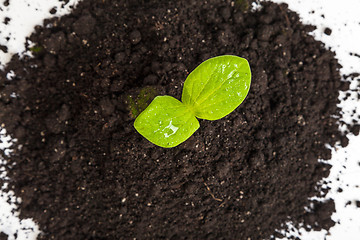 Image showing Heap dirt with a green plant sprout isolated