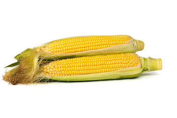 Image showing Fresh uncooked corn on the cob